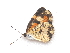  ( - BC ZSM Lep 91567)  @12 [ ] CreativeCommons - Attribution Non-Commercial Share-Alike (2016) SNSB, Staatliche Naturwissenschaftliche Sammlungen Bayerns ZSM (SNSB, Zoologische Staatssammlung Muenchen)