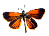 ( - BC ZSM Lep 91576)  @13 [ ] CreativeCommons - Attribution Non-Commercial Share-Alike (2016) SNSB, Staatliche Naturwissenschaftliche Sammlungen Bayerns ZSM (SNSB, Zoologische Staatssammlung Muenchen)