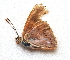  ( - BC ZSM Lep 91581)  @12 [ ] CreativeCommons - Attribution Non-Commercial Share-Alike (2016) SNSB, Staatliche Naturwissenschaftliche Sammlungen Bayerns ZSM (SNSB, Zoologische Staatssammlung Muenchen)