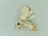  ( - BC ZSM Lep 92634)  @11 [ ] CreativeCommons - Attribution Non-Commercial Share-Alike (2016) Axel Hausmann/Bavarian State Collection of Zoology (ZSM) SNSB, Zoologische Staatssammlung Muenchen