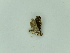  ( - BC ZSM Lep 92638)  @12 [ ] CreativeCommons - Attribution Non-Commercial Share-Alike (2016) Axel Hausmann/Bavarian State Collection of Zoology (ZSM) SNSB, Zoologische Staatssammlung Muenchen