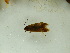  ( - BC ZSM Lep 92650)  @12 [ ] CreativeCommons - Attribution Non-Commercial Share-Alike (2016) Axel Hausmann/Bavarian State Collection of Zoology (ZSM) SNSB, Zoologische Staatssammlung Muenchen