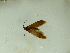  ( - BC ZSM Lep 92653)  @12 [ ] CreativeCommons - Attribution Non-Commercial Share-Alike (2016) Axel Hausmann/Bavarian State Collection of Zoology (ZSM) SNSB, Zoologische Staatssammlung Muenchen