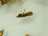  ( - BC ZSM Lep 92659)  @12 [ ] CreativeCommons - Attribution Non-Commercial Share-Alike (2016) Axel Hausmann/Bavarian State Collection of Zoology (ZSM) SNSB, Zoologische Staatssammlung Muenchen