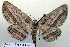  ( - BC ZSM Lep 92676)  @15 [ ] CreativeCommons - Attribution Non-Commercial Share-Alike (2016) Axel Hausmann/Bavarian State Collection of Zoology (ZSM) SNSB, Zoologische Staatssammlung Muenchen