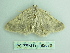  ( - BC ZSM Lep 92678)  @12 [ ] CreativeCommons - Attribution Non-Commercial Share-Alike (2016) Axel Hausmann/Bavarian State Collection of Zoology (ZSM) SNSB, Zoologische Staatssammlung Muenchen