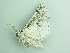  ( - BC ZSM Lep 92684)  @12 [ ] CreativeCommons - Attribution Non-Commercial Share-Alike (2016) Axel Hausmann/Bavarian State Collection of Zoology (ZSM) SNSB, Zoologische Staatssammlung Muenchen