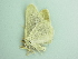  ( - BC ZSM Lep 92686)  @12 [ ] CreativeCommons - Attribution Non-Commercial Share-Alike (2016) Axel Hausmann/Bavarian State Collection of Zoology (ZSM) SNSB, Zoologische Staatssammlung Muenchen