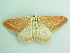  ( - BC ZSM Lep 92688)  @13 [ ] CreativeCommons - Attribution Non-Commercial Share-Alike (2016) Axel Hausmann/Bavarian State Collection of Zoology (ZSM) SNSB, Zoologische Staatssammlung Muenchen