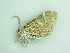  ( - BC ZSM Lep 92704)  @12 [ ] CreativeCommons - Attribution Non-Commercial Share-Alike (2016) Axel Hausmann/Bavarian State Collection of Zoology (ZSM) SNSB, Zoologische Staatssammlung Muenchen