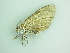  ( - BC ZSM Lep 92714)  @12 [ ] CreativeCommons - Attribution Non-Commercial Share-Alike (2016) Axel Hausmann/Bavarian State Collection of Zoology (ZSM) SNSB, Zoologische Staatssammlung Muenchen