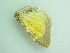  ( - BC ZSM Lep 92724)  @13 [ ] CreativeCommons - Attribution Non-Commercial Share-Alike (2016) Axel Hausmann/Bavarian State Collection of Zoology (ZSM) SNSB, Zoologische Staatssammlung Muenchen