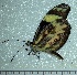  ( - BC ZSM Lep 92824)  @13 [ ] Axel Hausmann/Bavarian State Collection of Zoology (ZSM) (2016) Axel Hausmann/Bavarian State Collection of Zoology (ZSM) SNSB, Zoologische Staatssammlung Muenchen