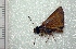  ( - BC ZSM Lep 92826)  @12 [ ] Axel Hausmann/Bavarian State Collection of Zoology (ZSM) (2016) Axel Hausmann/Bavarian State Collection of Zoology (ZSM) SNSB, Zoologische Staatssammlung Muenchen