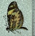  ( - BC ZSM Lep 92830)  @13 [ ] Axel Hausmann/Bavarian State Collection of Zoology (ZSM) (2016) Axel Hausmann/Bavarian State Collection of Zoology (ZSM) SNSB, Zoologische Staatssammlung Muenchen