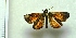  ( - BC ZSM Lep 92847)  @13 [ ] Axel Hausmann/Bavarian State Collection of Zoology (ZSM) (2016) Axel Hausmann/Bavarian State Collection of Zoology (ZSM) SNSB, Zoologische Staatssammlung Muenchen