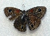  (Calisto RN04 - BC ZSM Lep 92848)  @13 [ ] Axel Hausmann/Bavarian State Collection of Zoology (ZSM) (2016) Axel Hausmann/Bavarian State Collection of Zoology (ZSM) SNSB, Zoologische Staatssammlung Muenchen