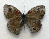  ( - BC ZSM Lep 92851)  @13 [ ] Axel Hausmann/Bavarian State Collection of Zoology (ZSM) (2016) Axel Hausmann/Bavarian State Collection of Zoology (ZSM) SNSB, Zoologische Staatssammlung Muenchen
