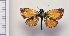  (Oarisma bruneri - BC ZSM Lep 92860)  @14 [ ] Axel Hausmann/Bavarian State Collection of Zoology (ZSM) (2016) Axel Hausmann/Bavarian State Collection of Zoology (ZSM) SNSB, Zoologische Staatssammlung Muenchen