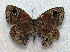  ( - BC ZSM Lep 92866)  @14 [ ] Axel Hausmann/Bavarian State Collection of Zoology (ZSM) (2016) Axel Hausmann/Bavarian State Collection of Zoology (ZSM) SNSB, Zoologische Staatssammlung Muenchen