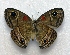  ( - BC ZSM Lep 92868)  @14 [ ] Axel Hausmann/Bavarian State Collection of Zoology (ZSM) (2016) Axel Hausmann/Bavarian State Collection of Zoology (ZSM) SNSB, Zoologische Staatssammlung Muenchen