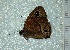  (Calisto bruneri - BC ZSM Lep 92871)  @12 [ ] Axel Hausmann/Bavarian State Collection of Zoology (ZSM) (2016) Axel Hausmann/Bavarian State Collection of Zoology (ZSM) SNSB, Zoologische Staatssammlung Muenchen
