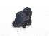  ( - BC ZSM Lep 92889)  @13 [ ] CreativeCommons - Attribution Non-Commercial Share-Alike (2016) Axel Hausmann/Bavarian State Collection of Zoology (ZSM) SNSB, Zoologische Staatssammlung Muenchen