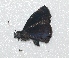 ( - BC ZSM Lep 92894)  @13 [ ] CreativeCommons - Attribution Non-Commercial Share-Alike (2016) Axel Hausmann/Bavarian State Collection of Zoology (ZSM) SNSB, Zoologische Staatssammlung Muenchen