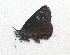  (Ephyriades zephodesCH - BC ZSM Lep 92895)  @12 [ ] CreativeCommons - Attribution Non-Commercial Share-Alike (2016) Axel Hausmann/Bavarian State Collection of Zoology (ZSM) SNSB, Zoologische Staatssammlung Muenchen