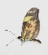  ( - BC ZSM Lep 92902)  @14 [ ] CreativeCommons - Attribution Non-Commercial Share-Alike (2016) Axel Hausmann/Bavarian State Collection of Zoology (ZSM) SNSB, Zoologische Staatssammlung Muenchen