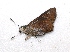 ( - BC ZSM Lep 92906)  @12 [ ] CreativeCommons - Attribution Non-Commercial Share-Alike (2016) Axel Hausmann/Bavarian State Collection of Zoology (ZSM) SNSB, Zoologische Staatssammlung Muenchen