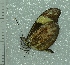  ( - BC ZSM Lep 93787)  @13 [ ] CreativeCommons - Attribution Non-Commercial Share-Alike (2016) SNSB, Staatliche Naturwissenschaftliche Sammlungen Bayerns ZSM (SNSB, Zoologische Staatssammlung Muenchen)