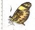  (Dismorphia cubana - BC ZSM Lep 93801)  @14 [ ] CreativeCommons - Attribution Non-Commercial Share-Alike (2016) SNSB, Staatliche Naturwissenschaftliche Sammlungen Bayerns ZSM (SNSB, Zoologische Staatssammlung Muenchen)