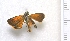 ( - BC ZSM Lep 93802)  @13 [ ] CreativeCommons - Attribution Non-Commercial Share-Alike (2016) SNSB, Staatliche Naturwissenschaftliche Sammlungen Bayerns ZSM (SNSB, Zoologische Staatssammlung Muenchen)