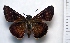  (Euphyes singularis - BC ZSM Lep 93823)  @14 [ ] CreativeCommons - Attribution Non-Commercial Share-Alike (2016) SNSB, Staatliche Naturwissenschaftliche Sammlungen Bayerns ZSM (SNSB, Zoologische Staatssammlung Muenchen)