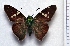  ( - BC ZSM Lep 93824)  @14 [ ] CreativeCommons - Attribution Non-Commercial Share-Alike (2016) SNSB, Staatliche Naturwissenschaftliche Sammlungen Bayerns ZSM (SNSB, Zoologische Staatssammlung Muenchen)