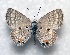  ( - BC ZSM Lep 93825)  @11 [ ] CreativeCommons - Attribution Non-Commercial Share-Alike (2016) SNSB, Staatliche Naturwissenschaftliche Sammlungen Bayerns ZSM (SNSB, Zoologische Staatssammlung Muenchen)
