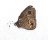 ( - BC ZSM Lep 93863)  @13 [ ] CreativeCommons - Attribution Non-Commercial Share-Alike (2016) SNSB, Staatliche Naturwissenschaftliche Sammlungen Bayerns ZSM (SNSB, Zoologische Staatssammlung Muenchen)