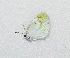  ( - BC ZSM Lep 93866)  @13 [ ] CreativeCommons - Attribution Non-Commercial Share-Alike (2016) SNSB, Staatliche Naturwissenschaftliche Sammlungen Bayerns ZSM (SNSB, Zoologische Staatssammlung Muenchen)