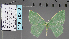  ( - BC ZSM Lep 93891)  @13 [ ] CreativeCommons - Attribution Non-Commercial Share-Alike (2016) SNSB, Staatliche Naturwissenschaftliche Sammlungen Bayerns ZSM (SNSB, Zoologische Staatssammlung Muenchen)