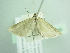 (Barrama - BC ZSM Lep 93906)  @13 [ ] CreativeCommons - Attribution Non-Commercial Share-Alike (2016) SNSB, Staatliche Naturwissenschaftliche Sammlungen Bayerns ZSM (SNSB, Zoologische Staatssammlung Muenchen)