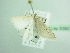 ( - BC ZSM Lep 93907)  @12 [ ] CreativeCommons - Attribution Non-Commercial Share-Alike (2016) SNSB, Staatliche Naturwissenschaftliche Sammlungen Bayerns ZSM (SNSB, Zoologische Staatssammlung Muenchen)