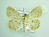  ( - BC ZSM Lep 93910)  @12 [ ] CreativeCommons - Attribution Non-Commercial Share-Alike (2016) SNSB, Staatliche Naturwissenschaftliche Sammlungen Bayerns ZSM (SNSB, Zoologische Staatssammlung Muenchen)
