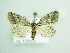  ( - BC ZSM Lep 93917)  @13 [ ] CreativeCommons - Attribution Non-Commercial Share-Alike (2016) SNSB, Staatliche Naturwissenschaftliche Sammlungen Bayerns ZSM (SNSB, Zoologische Staatssammlung Muenchen)