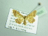  (Brachyglossina erubescens - BC ZSM Lep 93920)  @13 [ ] CreativeCommons - Attribution Non-Commercial Share-Alike (2016) SNSB, Staatliche Naturwissenschaftliche Sammlungen Bayerns ZSM (SNSB, Zoologische Staatssammlung Muenchen)