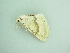  ( - BC ZSM Lep 93941)  @12 [ ] CreativeCommons - Attribution Non-Commercial Share-Alike (2016) SNSB, Staatliche Naturwissenschaftliche Sammlungen Bayerns ZSM (SNSB, Zoologische Staatssammlung Muenchen)
