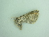  ( - BC ZSM Lep 93949)  @12 [ ] CreativeCommons - Attribution Non-Commercial Share-Alike (2016) SNSB, Staatliche Naturwissenschaftliche Sammlungen Bayerns ZSM (SNSB, Zoologische Staatssammlung Muenchen)