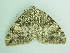  ( - BC ZSM Lep 93951)  @12 [ ] CreativeCommons - Attribution Non-Commercial Share-Alike (2016) SNSB, Staatliche Naturwissenschaftliche Sammlungen Bayerns ZSM (SNSB, Zoologische Staatssammlung Muenchen)