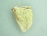  ( - BC ZSM Lep 93960)  @12 [ ] CreativeCommons - Attribution Non-Commercial Share-Alike (2016) SNSB, Staatliche Naturwissenschaftliche Sammlungen Bayerns ZSM (SNSB, Zoologische Staatssammlung Muenchen)