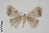  ( - GeoCR 25978)  @13 [ ] CreativeCommons - Attribution Non-Commercial Share-Alike (2016) SNSB, Staatliche Naturwissenschaftliche Sammlungen Bayerns ZSM (SNSB, Zoologische Staatssammlung Muenchen)